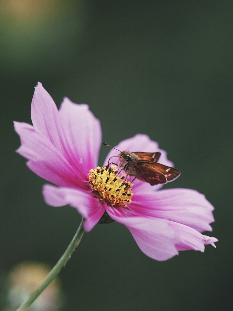 Curious About The Meaning Of The Alex And Ani Butterfly Bracelet?