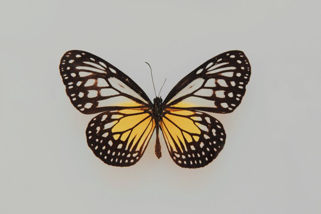 Fluttering Beauty: Embrace Transformation With The Alex And Ani Butterfly Bracelet