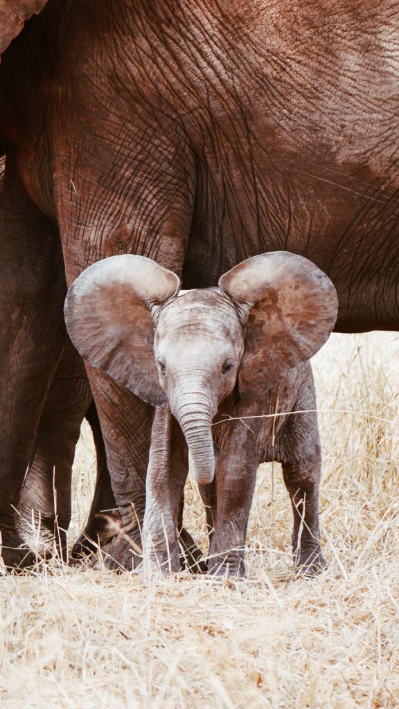 Graceful Power: The Symbolism Of The Alex And Ani Elephant Bracelet